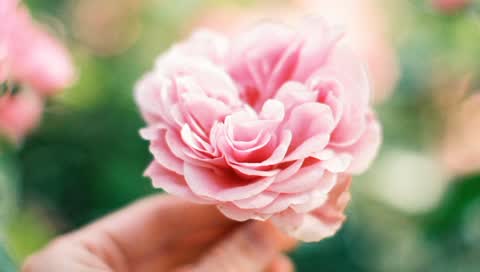 Dior legt einen Rosengarten in Frankreich an, der das Herzstück ihrer Skincare bildet