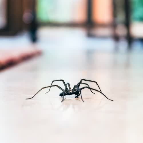 Spinnen vertreiben: Die 5 besten natürlichen Hausmittel, um Spinnen tierfreundlich fernzuhalten - ohne sie zu töten